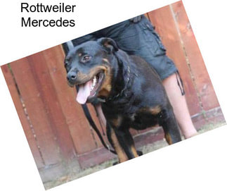 Rottweiler Mercedes