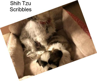 Shih Tzu Scribbles