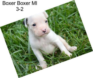 Boxer Boxer Ml 3-2