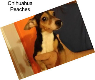 Chihuahua Peaches