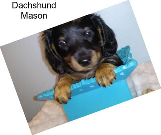 Dachshund Mason