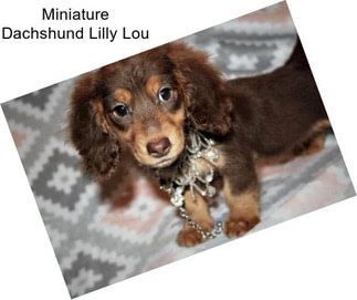 Miniature Dachshund Lilly Lou