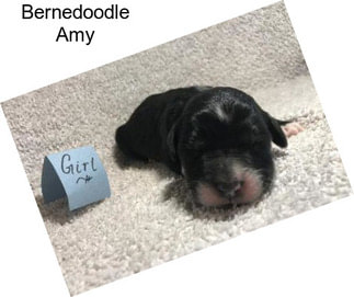 Bernedoodle Amy