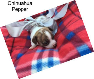 Chihuahua Pepper