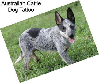 Australian Cattle Dog Tattoo