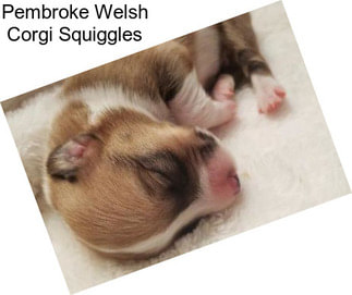 Pembroke Welsh Corgi Squiggles