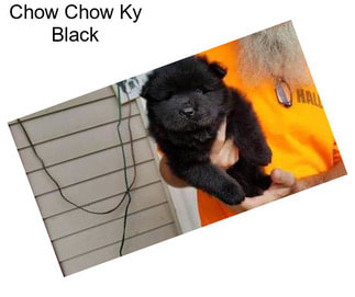 Chow Chow Ky Black