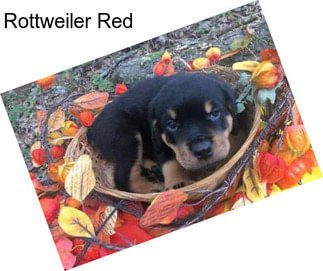 Rottweiler Red