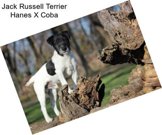 Jack Russell Terrier Hanes X Coba