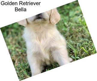 Golden Retriever Bella