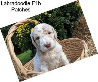 Labradoodle F1b Patches