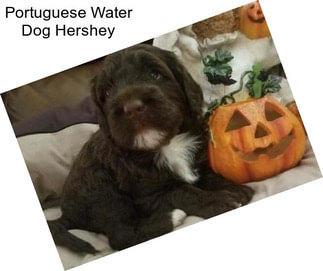 Portuguese Water Dog Hershey