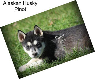 Alaskan Husky Pinot