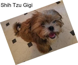 Shih Tzu Gigi