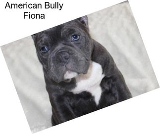 American Bully Fiona