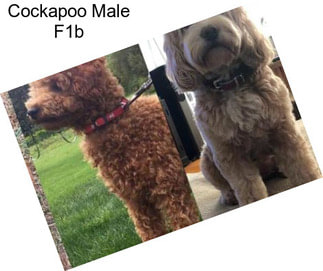 Cockapoo Male F1b