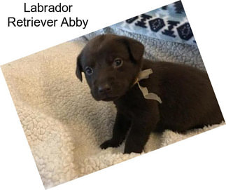 Labrador Retriever Abby