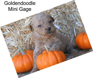Goldendoodle Mini Gage