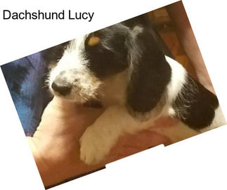 Dachshund Lucy