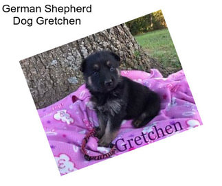 German Shepherd Dog Gretchen