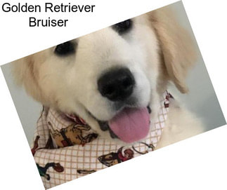 Golden Retriever Bruiser