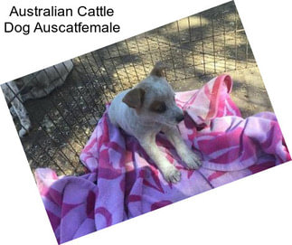 Australian Cattle Dog Auscatfemale