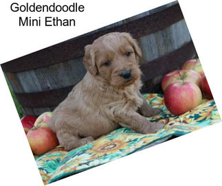 Goldendoodle Mini Ethan