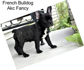 French Bulldog Akc Fancy