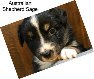 Australian Shepherd Sage