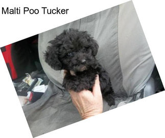 Malti Poo Tucker