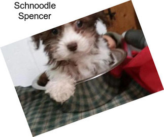 Schnoodle Spencer