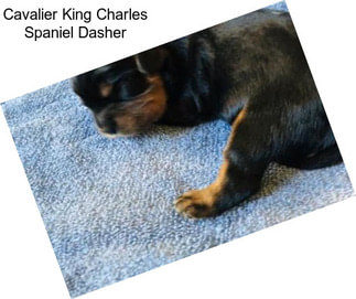 Cavalier King Charles Spaniel Dasher