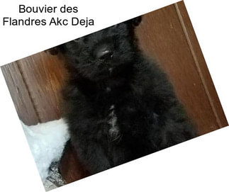 Bouvier des Flandres Akc Deja