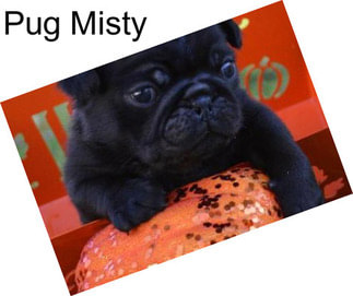 Pug Misty