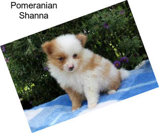 Pomeranian Shanna