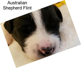 Australian Shepherd Flint