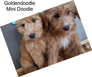 Goldendoodle Mini Doodle