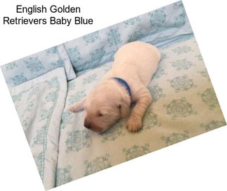 English Golden Retrievers Baby Blue