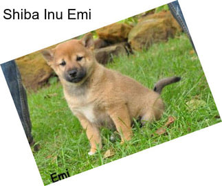 Shiba Inu Emi