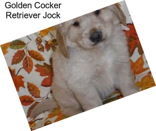 Golden Cocker Retriever Jock