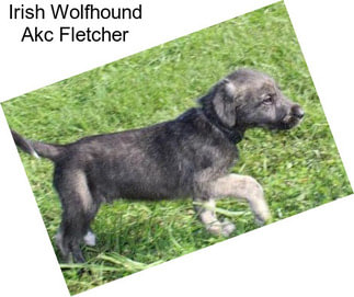 Irish Wolfhound Akc Fletcher