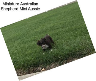 Miniature Australian Shepherd Mini Aussie