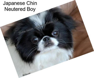 Japanese Chin Neutered Boy