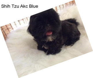 Shih Tzu Akc Blue