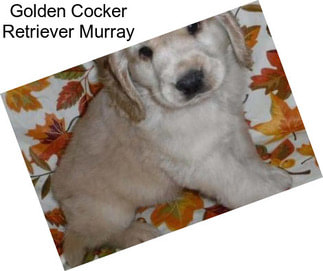 Golden Cocker Retriever Murray