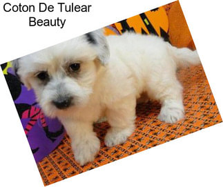 Coton De Tulear Beauty