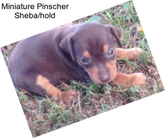 Miniature Pinscher Sheba/hold