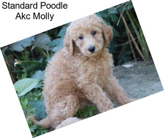 Standard Poodle Akc Molly