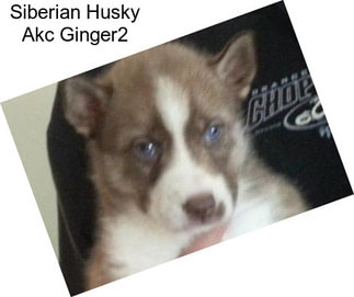 Siberian Husky Akc Ginger2