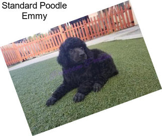 Standard Poodle Emmy